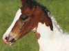 dressage horse Spartacus 20 (Westphalian, 2010, from Samico F)