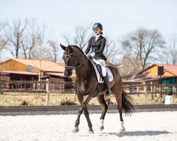 dressage horse de Nicio H (Oldenburg, 2017, from De Niro)