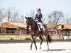 dressage horse de Nicio H (Oldenburg, 2017, from De Niro)