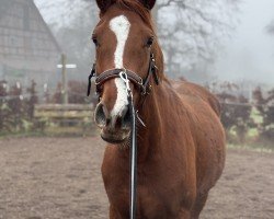 broodmare Clücksmoment (Hanoverian, 2021, from Carridam)