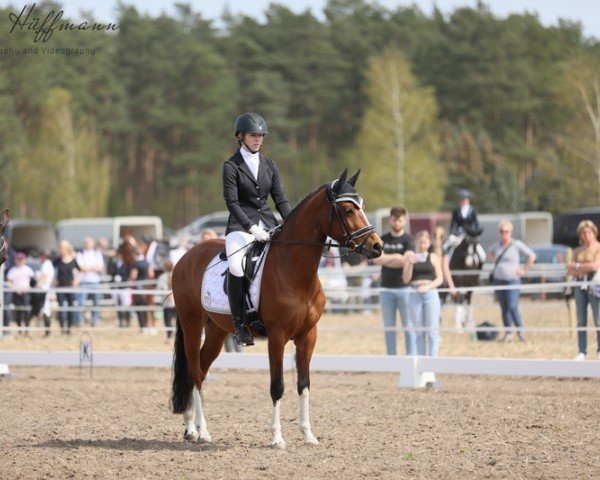 dressage horse Nalou 4 (German Riding Pony, 2019, from Ulk d'Ete)