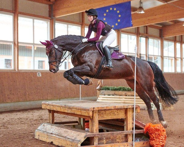 jumper Quality of my Life (Hanoverian, 2012, from FRH Quaid)
