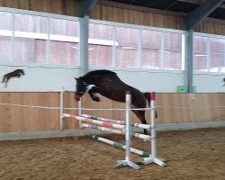 jumper Holly Blue S (Westphalian, 2022, from Hickstead Blue)