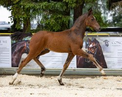 dressage horse Dark Donut FF (German Riding Pony, 2021, from Dynamic E 3)