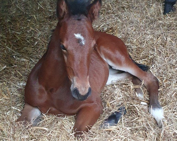 foal by Cover Girl S (Westphalian, 2024, from Cornet Obolensky)