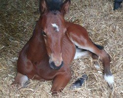 foal by Cover Girl S (Westphalian, 2024, from Cornet Obolensky)