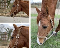 broodmare Cascaja (Hanoverian, 1999, from Crazy Classic)