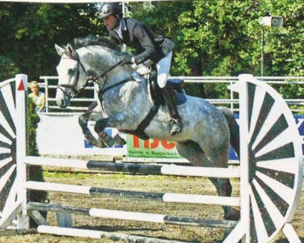 Springpferd Casimir K (Deutsches Sportpferd, 2006, von Casander)