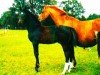 jumper Cyril 2 (Hanoverian, 2011, from Cosinhus)