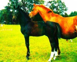jumper Cyril 2 (Hanoverian, 2011, from Cosinhus)