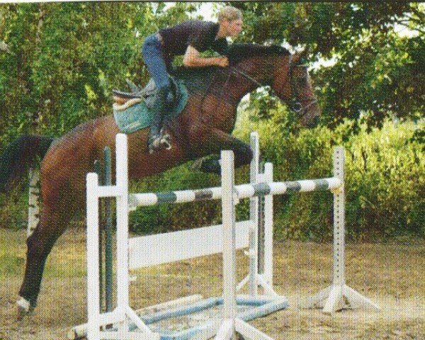 Zuchtstute Corazon 35 (Westfale, 2005, von Conceicao)