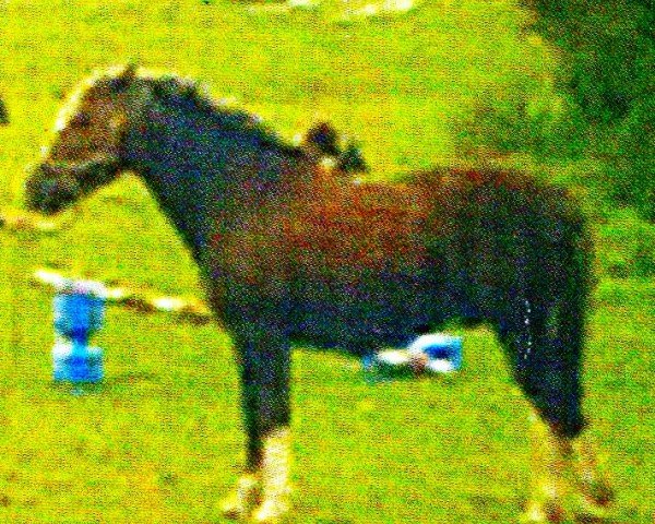 horse Karlchen 56 (German Riding Pony, 1995, from Thor Baffle)