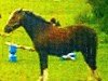 horse Karlchen 56 (German Riding Pony, 1995, from Thor Baffle)