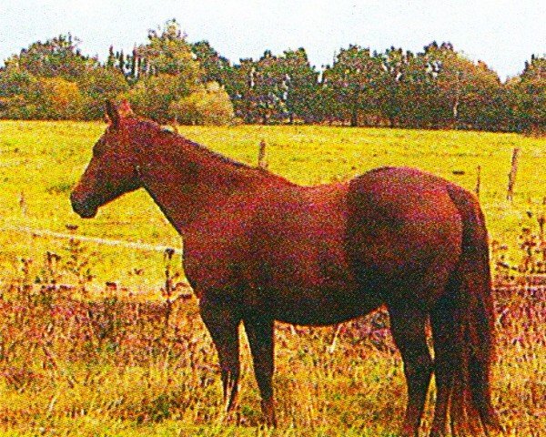 Zuchtstute Cocky San Peppina (Quarter Horse, 1995, von Peppy San Can)