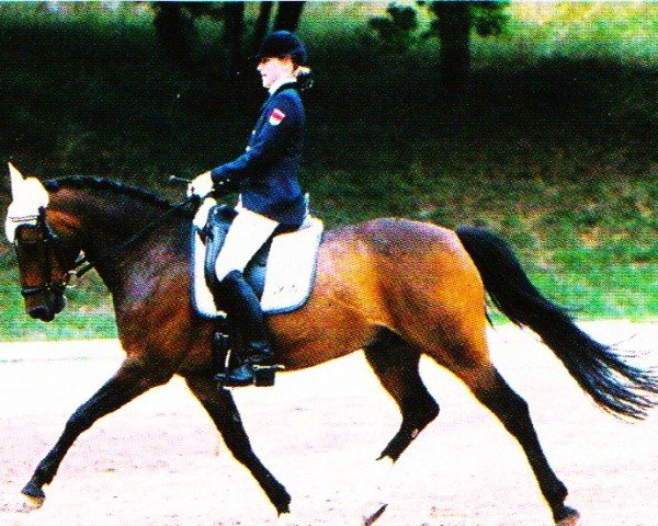 horse Cha Cha Cha D (German Riding Pony, 1992, from Colorado)