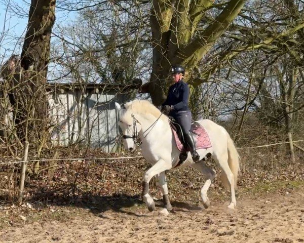 stallion Ulises 7 (Pura Raza Espanola (PRE), 2015)