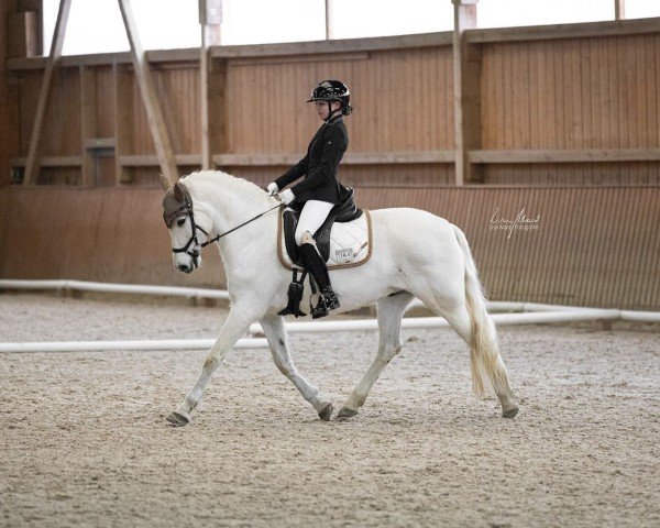 dressage horse Yesterday Dr (Pura Raza Espanola (PRE), 2007, from Quebranto IL)