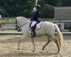 dressage horse Triana (Andalusier, 2012)