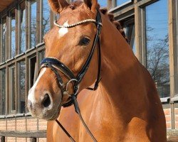 dressage horse Voller Freude 2 (Westphalian, 2020, from Vitalis)