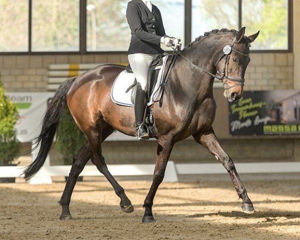 Dressurpferd Londontimes Lilly (Hannoveraner, 2017, von Londontime)
