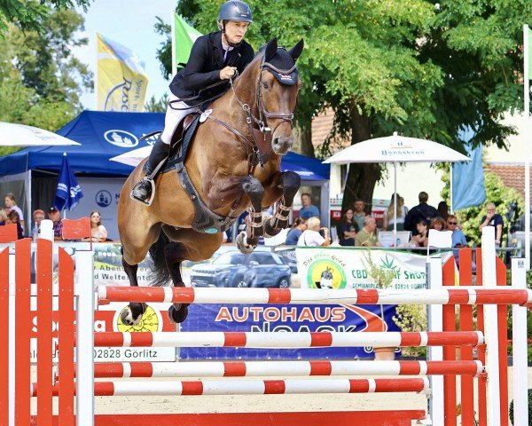 jumper Baltic Balou (Holsteiner, 2015, from Balous Bellini)