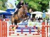 jumper Baltic Balou (Holsteiner, 2015, from Balous Bellini)
