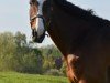 jumper Lantaris (Holsteiner, 2001, from Lancer II)