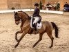 dressage horse Harybo (Trakehner, 2005, from Tannenhof’s Solero TSF)