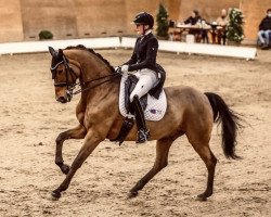 dressage horse Harybo (Trakehner, 2005, from Tannenhof’s Solero TSF)