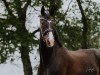 Dressurpferd Santiano 48 (Hannoveraner, 2013, von Sir Donnerhall I)