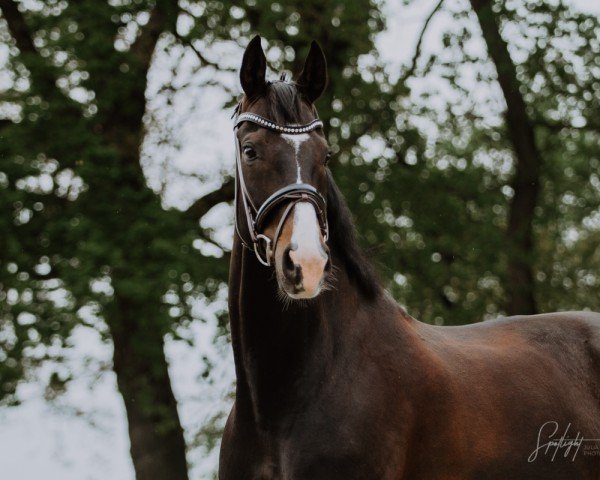 Dressurpferd Santiano 48 (Hannoveraner, 2013, von Sir Donnerhall I)