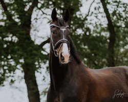 Dressurpferd Santiano 48 (Hannoveraner, 2013, von Sir Donnerhall I)
