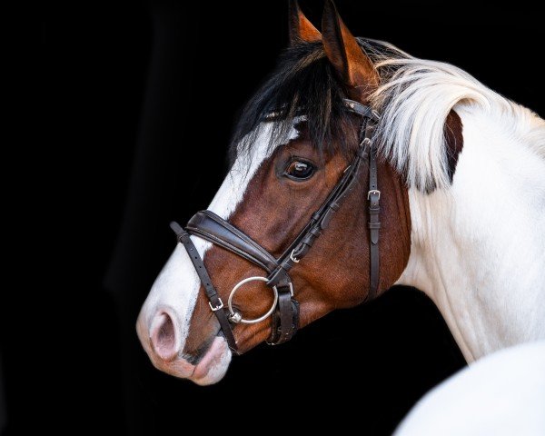 horse Mescalino (Pinto / Small Riding Horse, 2021, from Mescalero 29)