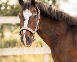 dressage horse Orchid's Jamai (New Forest Pony, 2000, from Kantje's Ronaldo)