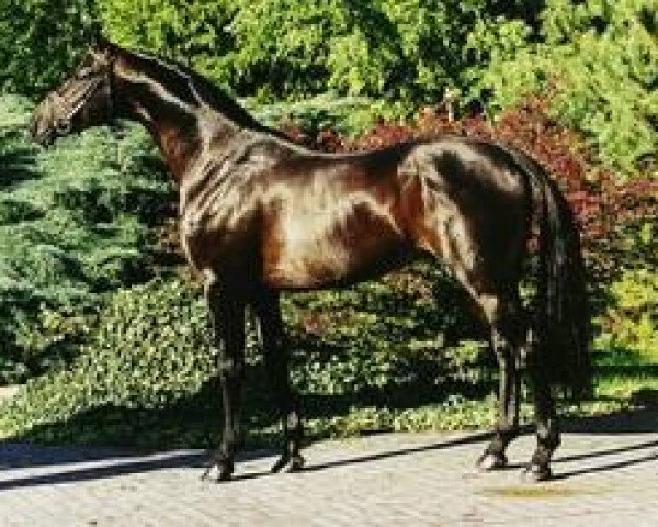 Pferd Gamblers Star (Hannoveraner, 1992, von Gambler's Cup xx)