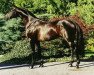 stallion Gamblers Star (Hanoverian, 1992, from Gambler's Cup xx)