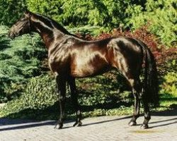 Deckhengst Gamblers Star (Hannoveraner, 1992, von Gambler's Cup xx)