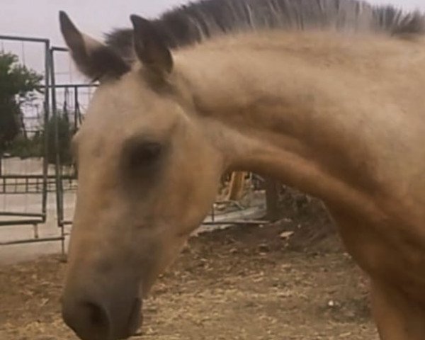 horse Yunco de Millan (Lusitano, 2019)