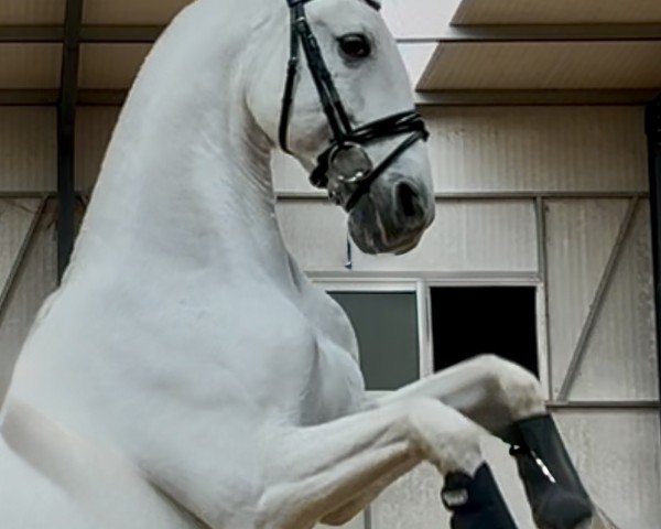 dressage horse Hollywood (Lusitano, 2012, from Zaire)