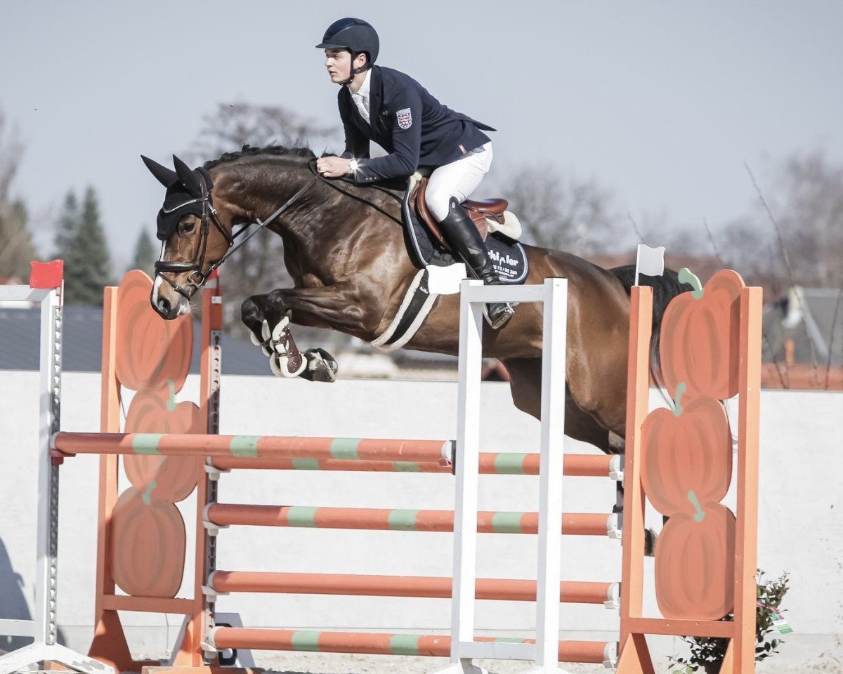 jumper Cilly Bellini (Westphalian, 2019, from Crusoe 5)