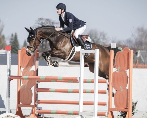jumper Cilly Bellini (Westphalian, 2019, from Crusoe 5)