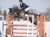 jumper Cilly Bellini (Westphalian, 2019, from Crusoe 5)