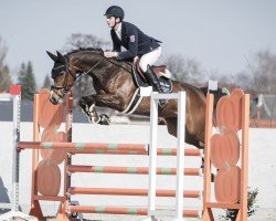 jumper Cilly Bellini (Westphalian, 2019, from Crusoe 5)