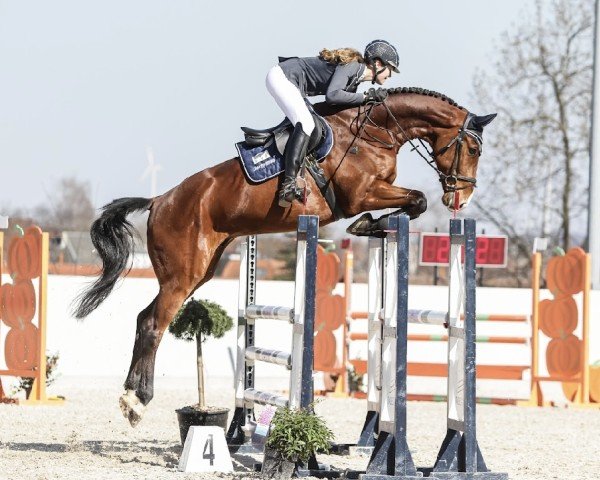 jumper Vito 78 (Holsteiner, 2019, from van Gogh)
