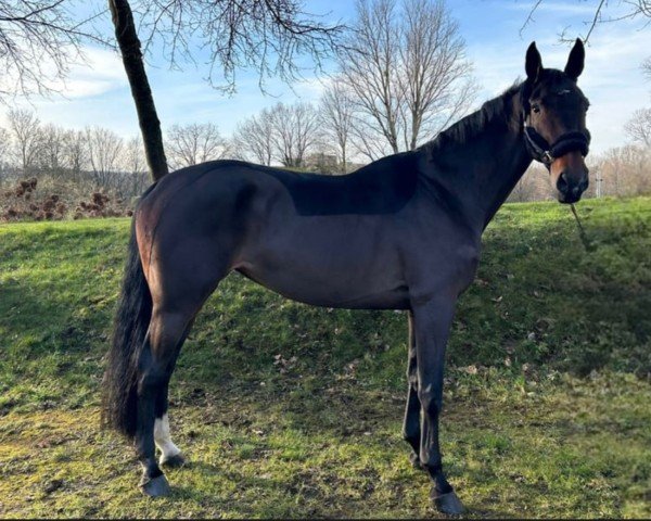 dressage horse Romanze of Antony (Westphalian, 2016, from Sonnentanz 9)