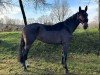dressage horse Romanze of Antony (Westphalian, 2016, from Sonnentanz 9)