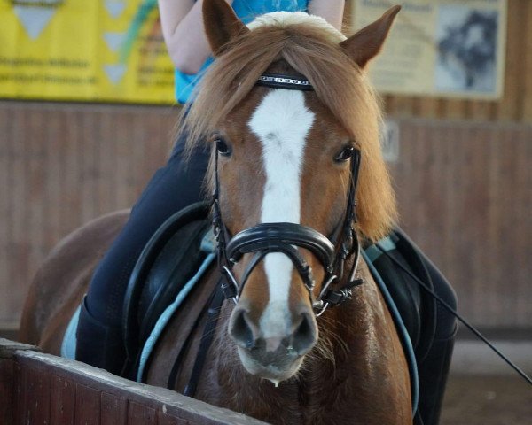 dressage horse Balisto (German Riding Pony, 2007, from Bon Jovi)