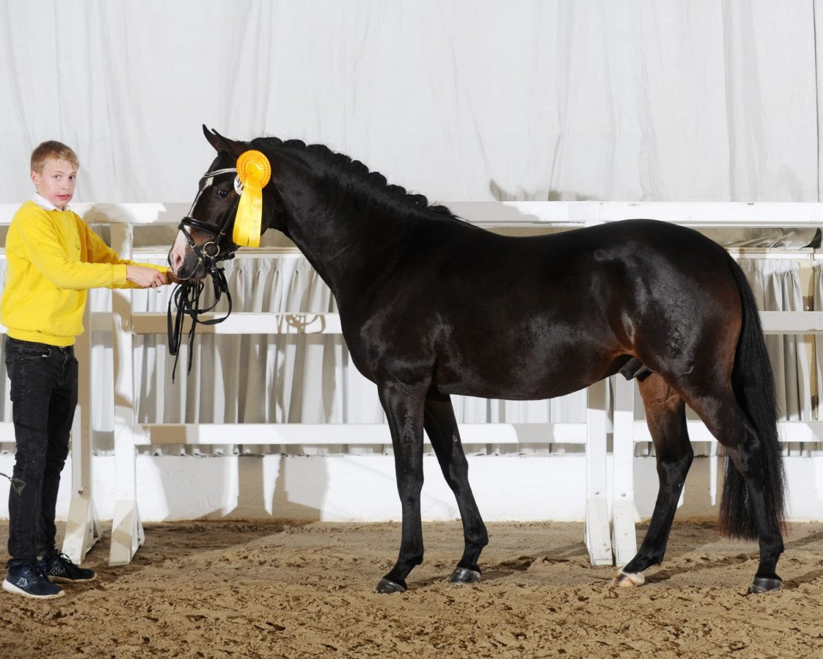 jumper Dance It Out 3 (German Riding Pony, 2017, from Dynamite Nobel)