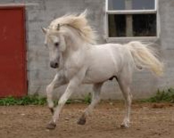 Pferd I Love You Melody (Connemara-Pony, 1996, von Idenoir)