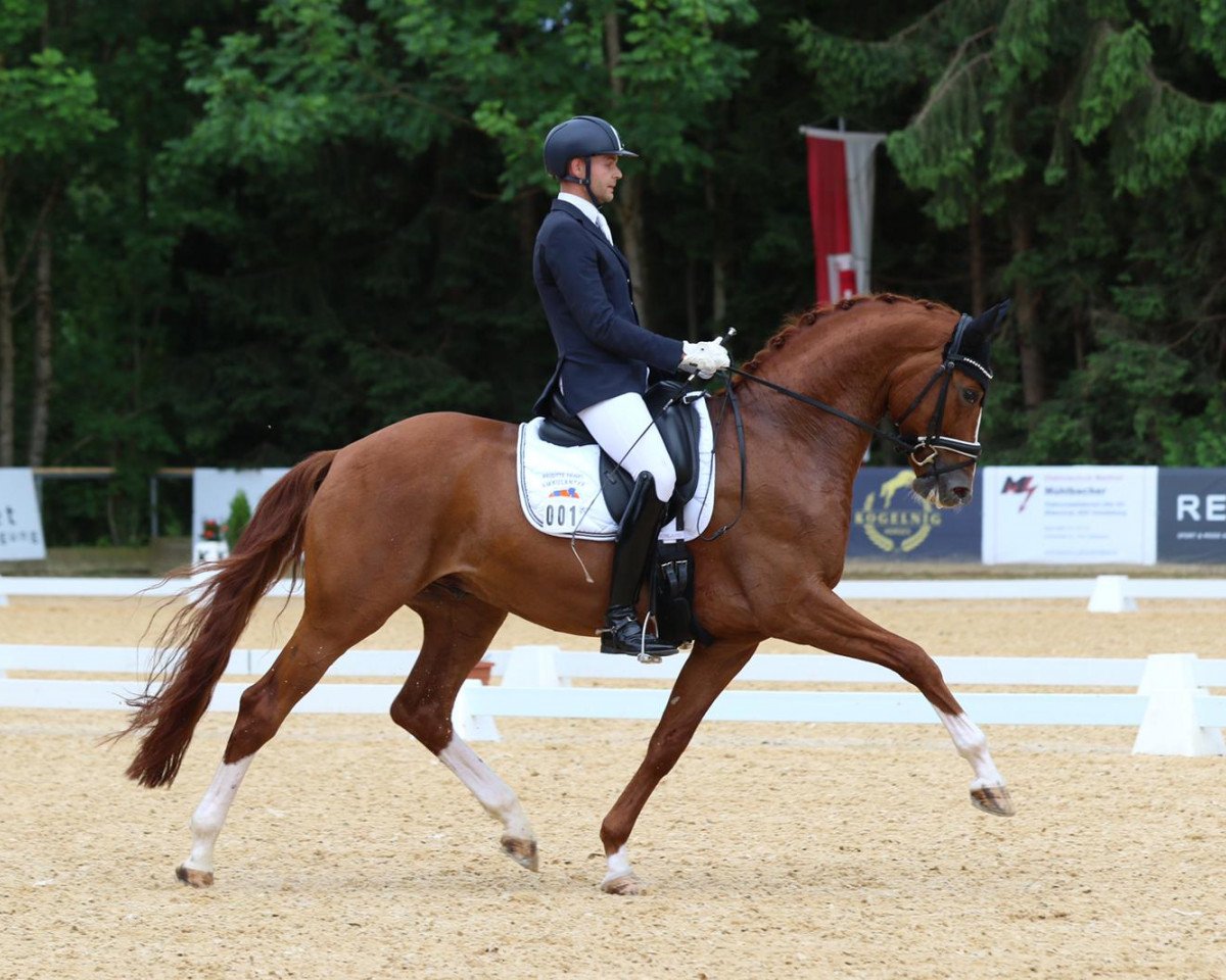 dressage horse Wild Love Woodlander (Hanoverian, 2015, from Wild Child)